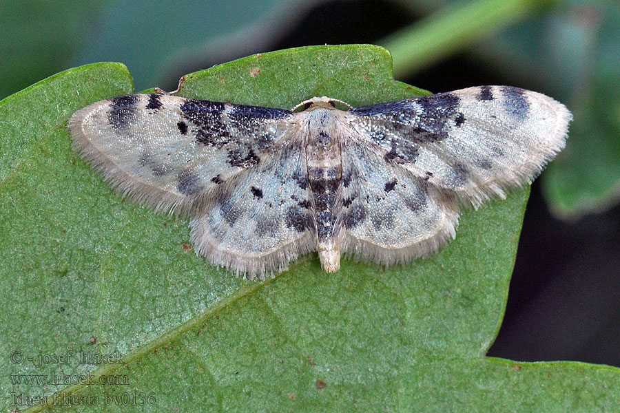 Idaea filicata Žlutokřídlec černoskvrnný Südlicher Zwergspanner