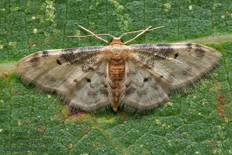 Idaea filicata Piadica veroniková Phalène rustique Midi