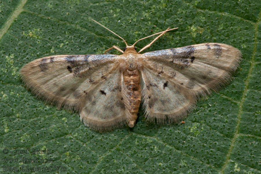 Žlutokřídlec černoskvrnný Idaea filicata