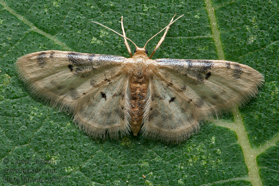 Südlicher Zwergspanner Idaea filicata