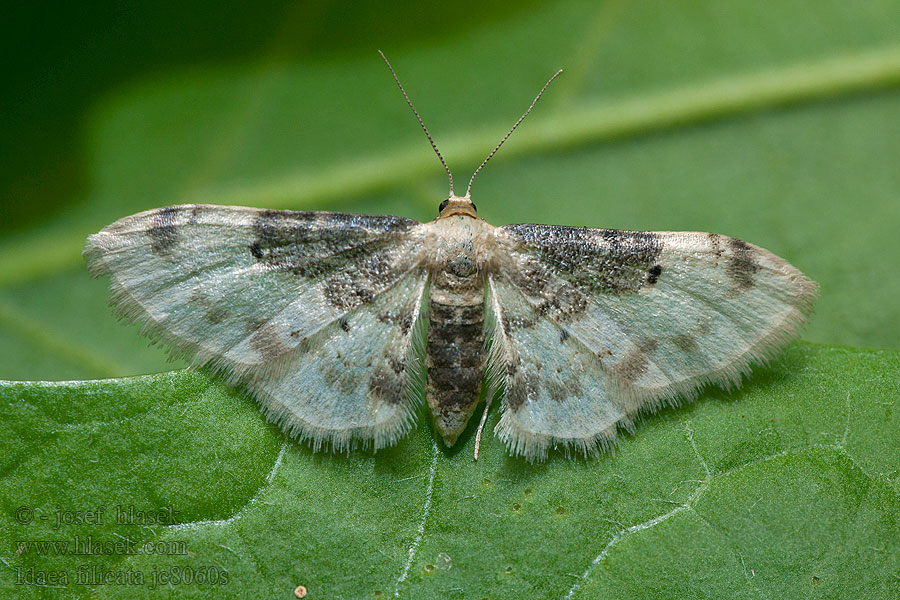 Idaea filicata