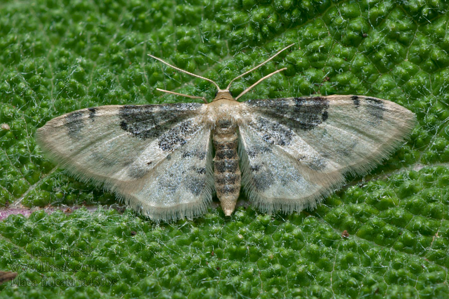 Piadica veroniková Phalène rustique Midi Idaea filicata