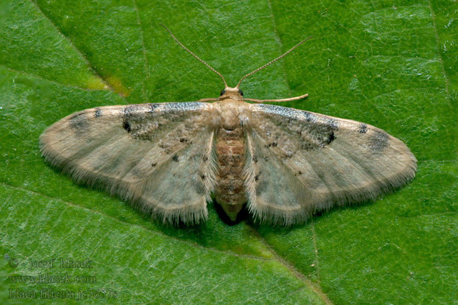 Südlicher Zwergspanner Idaea filicata