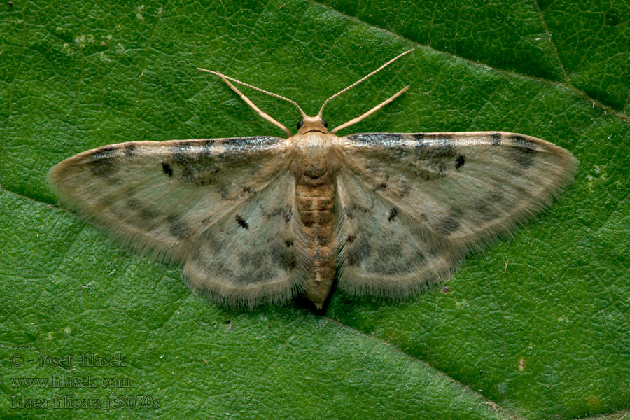Žlutokřídlec černoskvrnný Idaea filicata