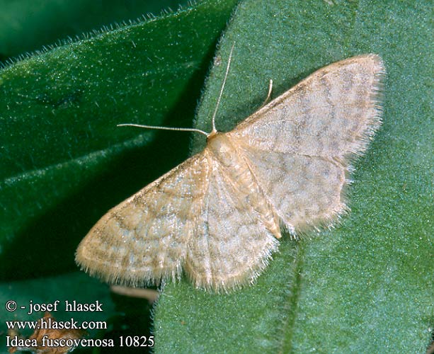 Idaea fuscovenosa Dwarf Cream Wave Szürkeszélű apróaraszoló Gebüschflur-Kleinspanner