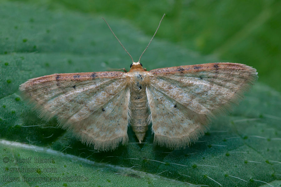 Piadica dúbravová Žlutokřídlec lesklý Idaea fuscovenosa