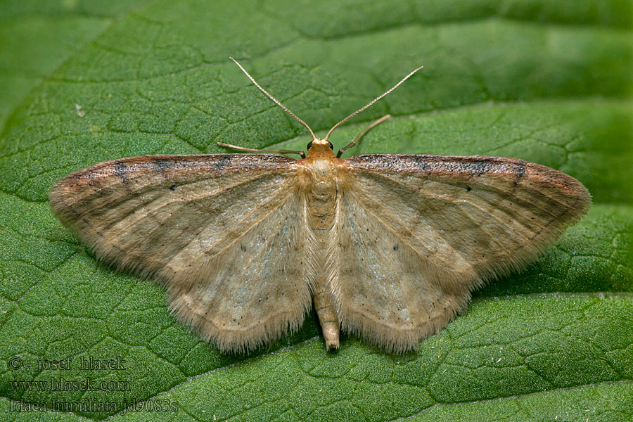 Isle Wight Wave Piadica suchomilná Phalène côte rousse Idaea humiliata