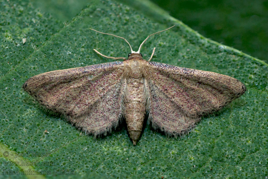 Idaea infirmaria Žlutokřídlec měnlivý