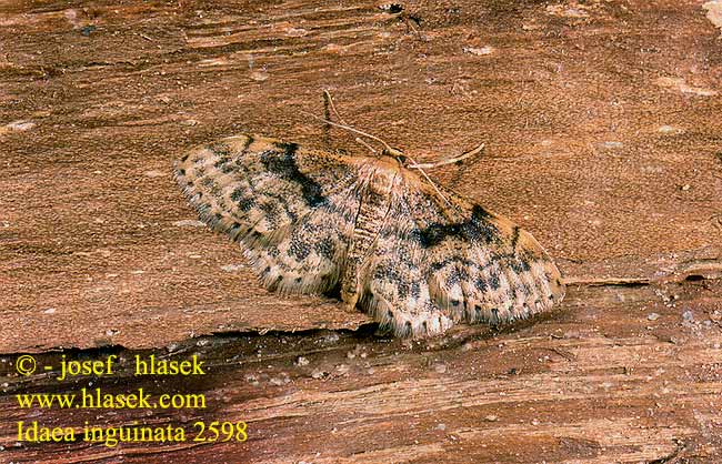 Idaea inguinata Rusty Wave Herbarien-Kleinspanner Žlutokřídlec senomilný