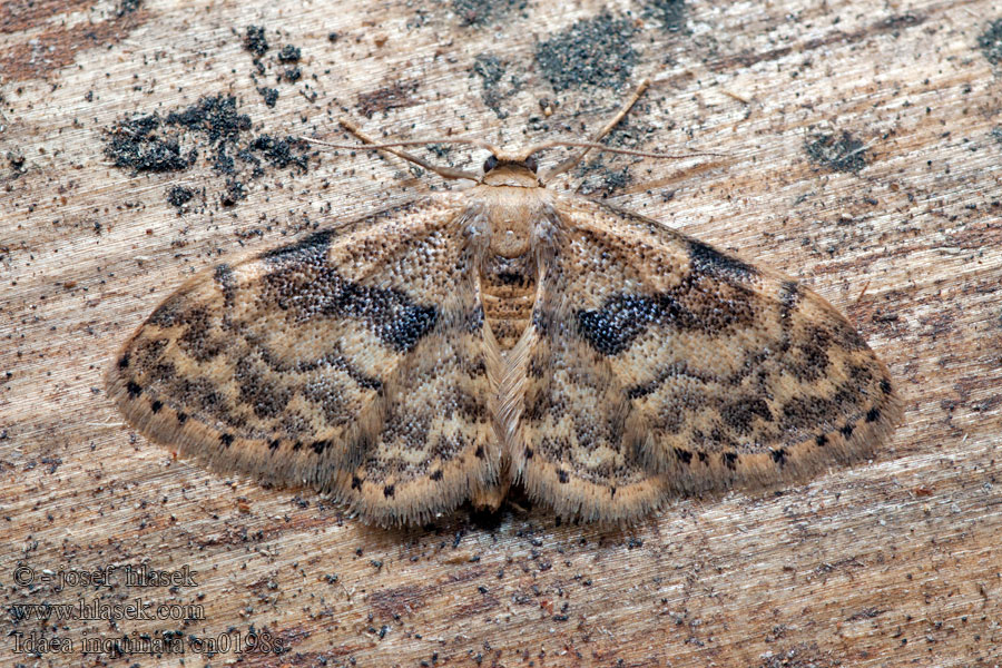 Idaea inquinata Rusty Wave Piadica pestrá Acidalie naine