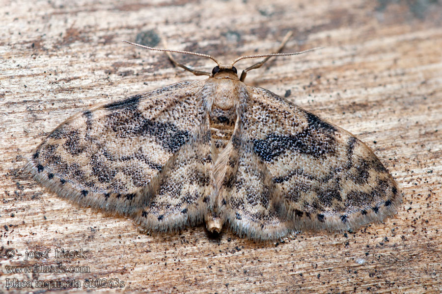 Idaea inquinata Krocznik ziołowiak Roestige stipspanner