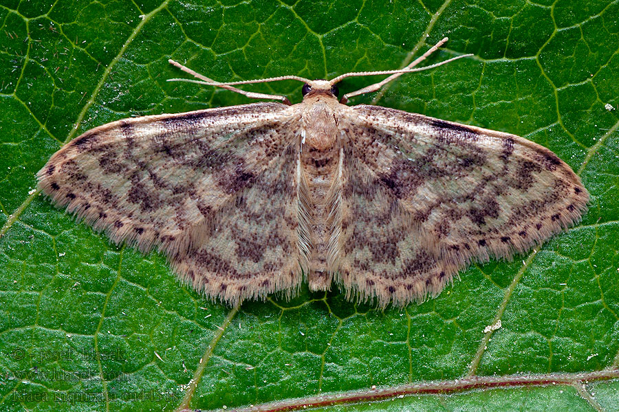 Idaea inquinata Hölövmätare Herbariemåler