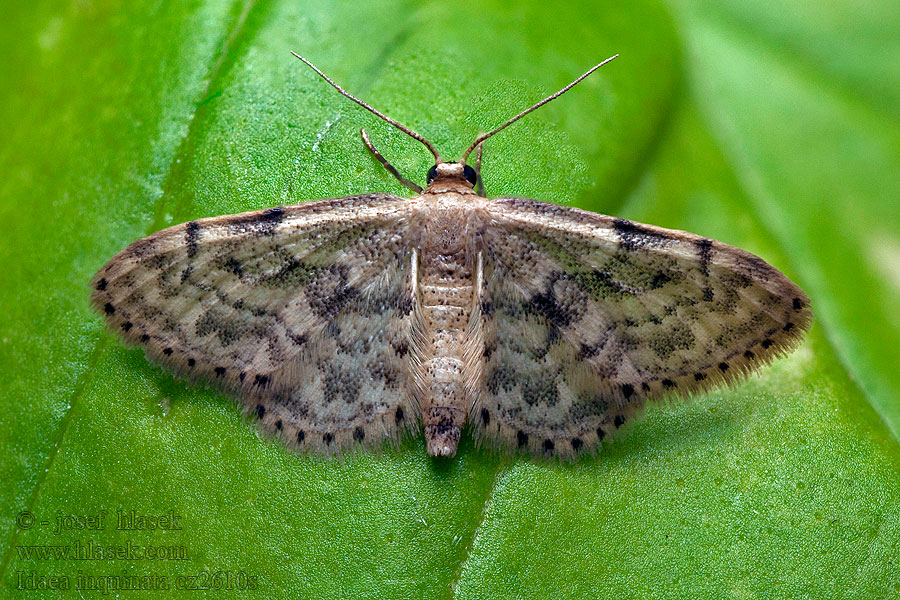 Žlutokřídlec senomilný Idaea inquinata