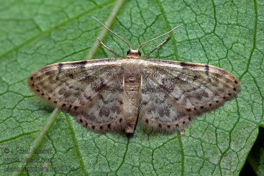 Herbarien-Kleinspanner Rusty Wave Idaea inquinata