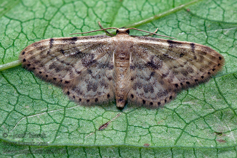 Piadica pestrá Acidalie naine Idaea inquinata