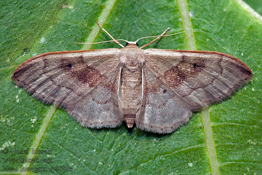 Idaea laevigata Žlutokřídlec listový Piadica najmenšia