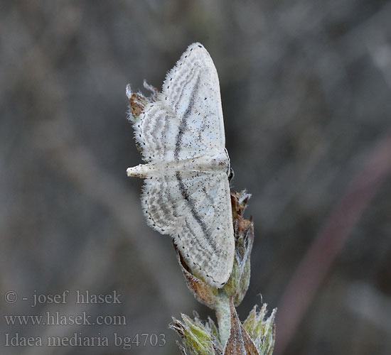 Idaea mediaria Acidalie traversée