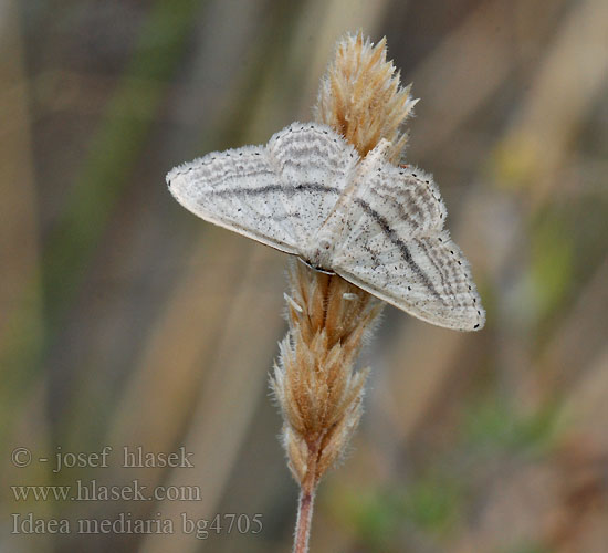 Acidalie traversée Idaea mediaria