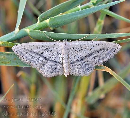 Idaea mediaria Acidalie traversée