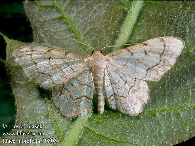 Idaea moniliata Gelblicher Trockenrasen-Kleinspanner Krocznik kanaczek