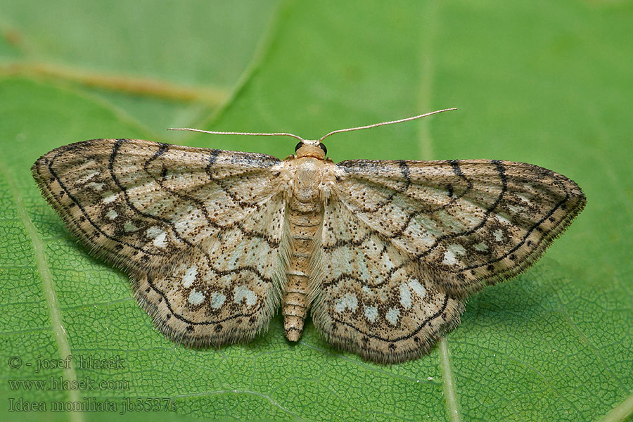 Idaea moniliata Žlutokřídlec běloskvrnný Acidalie chapelet