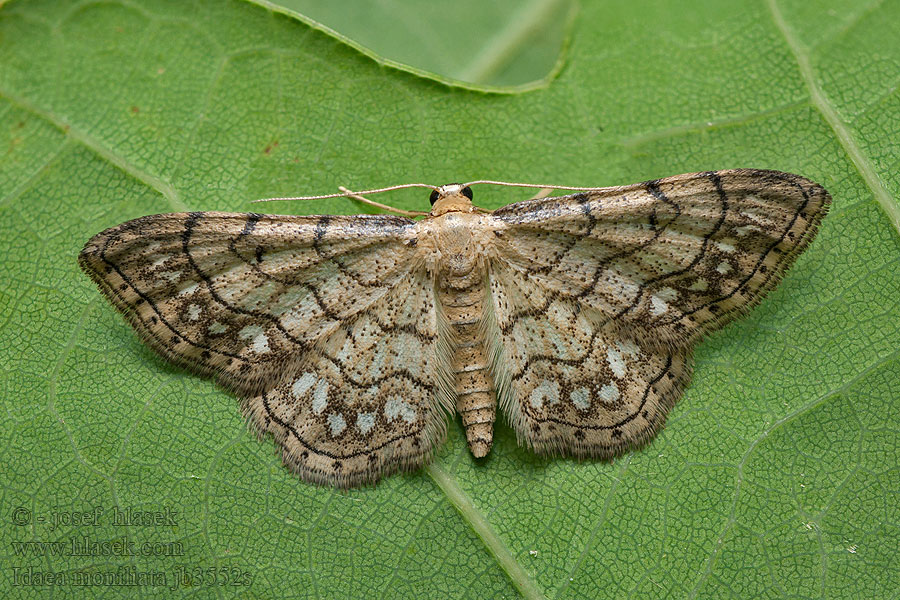 Idaea moniliata Žlutokřídlec běloskvrnný Малая пяденица разрисованная