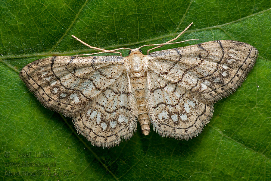 Gelblicher Trockenrasen-Kleinspanner Idaea moniliata