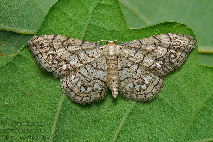 Žlutokřídlec běloskvrnný Idaea moniliata