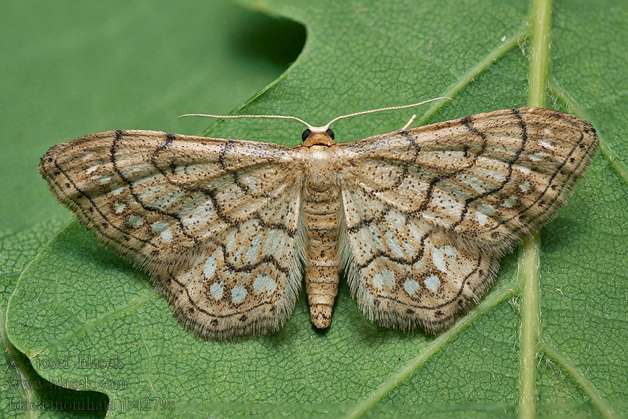 Idaea moniliata