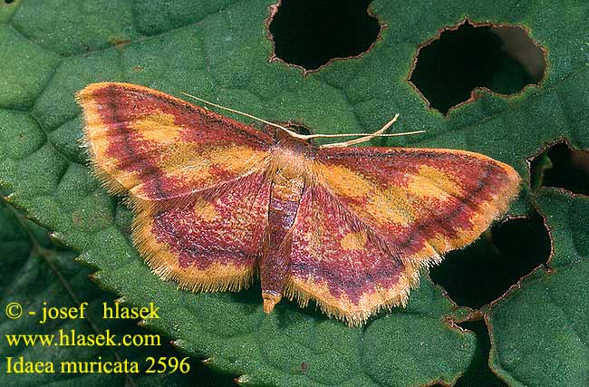 Idaea muricata Purple-bordered Gold Rämekulmumittari