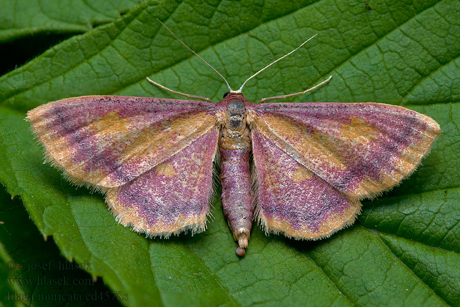 Idaea muricata Purple-bordered Gold Rämekulmumittari