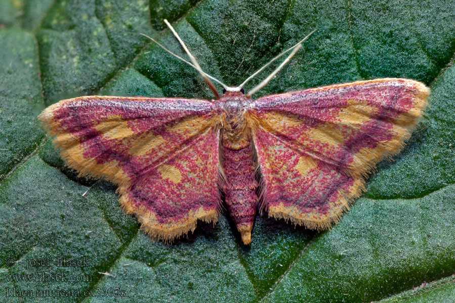 Idaea muricata