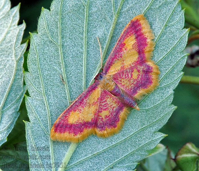 Rödpudrad lövmätare ベニヒメシャク Idaea muricata