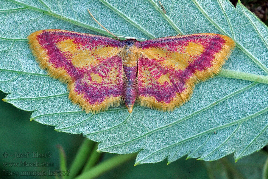 Piadica červená Idaea muricata