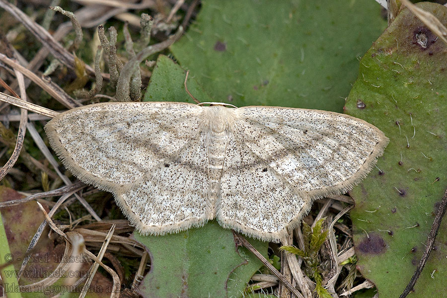 Idaea nigropunctata Piadica skorocelová Vlnopásník jitrocelový