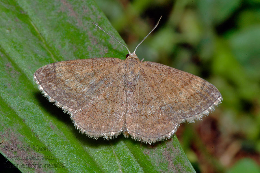 Idaea ochrata Žlutokřídlec okrový Ockerfarbener Steppenheidenspann Bright Wave