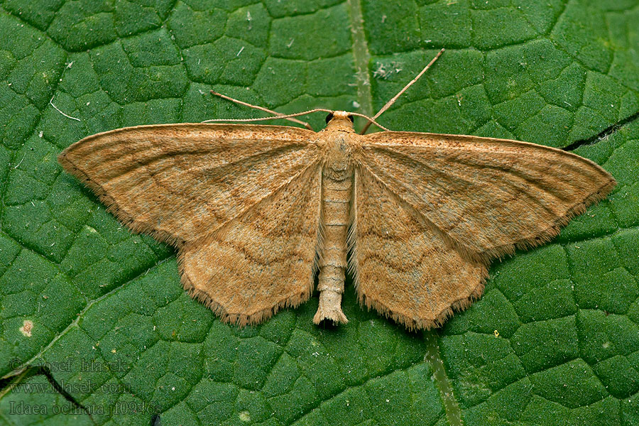 Idaea ochrata Bright Wave Piadica okrová Acidalie ocreuse