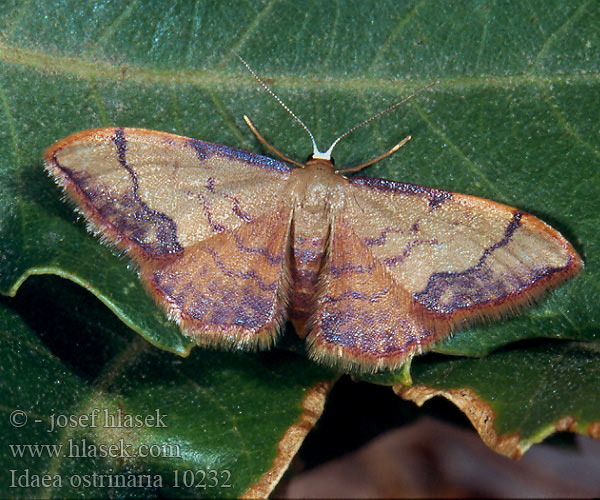 Idaea ostrinaria Geometra Purple-banded Wave