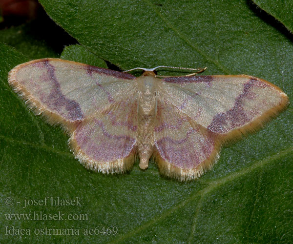 Geometra Purple-banded Wave Idaea ostrinaria