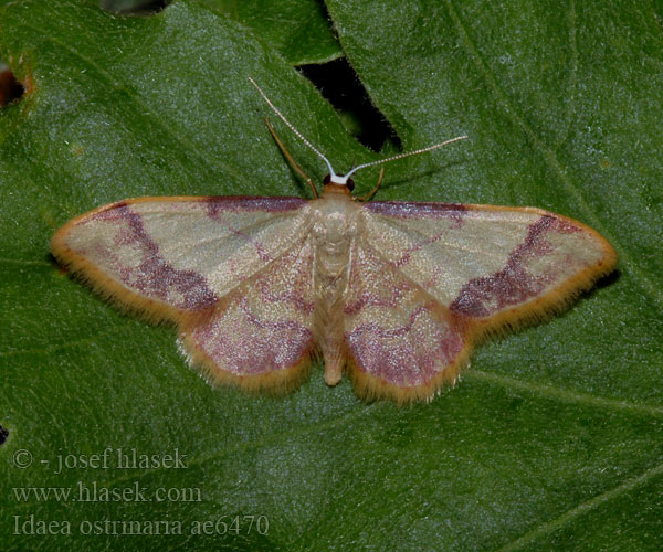 Purple-banded Wave Idaea ostrinaria Geometra