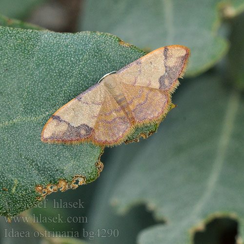 Idaea ostrinaria Geometra Purple-banded Wave Acidalie purpurine