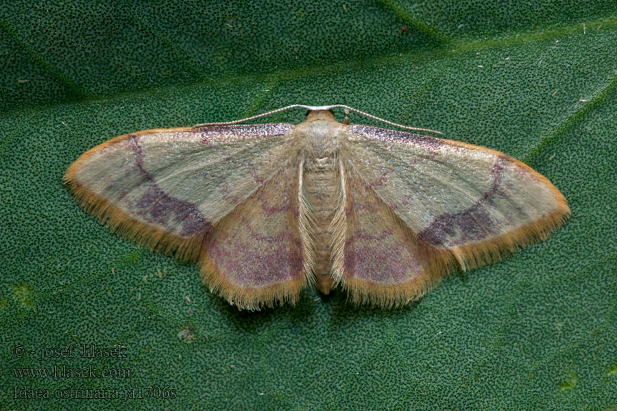 Geometra Purple-banded Wave Acidalie purpurine Idaea ostrinaria