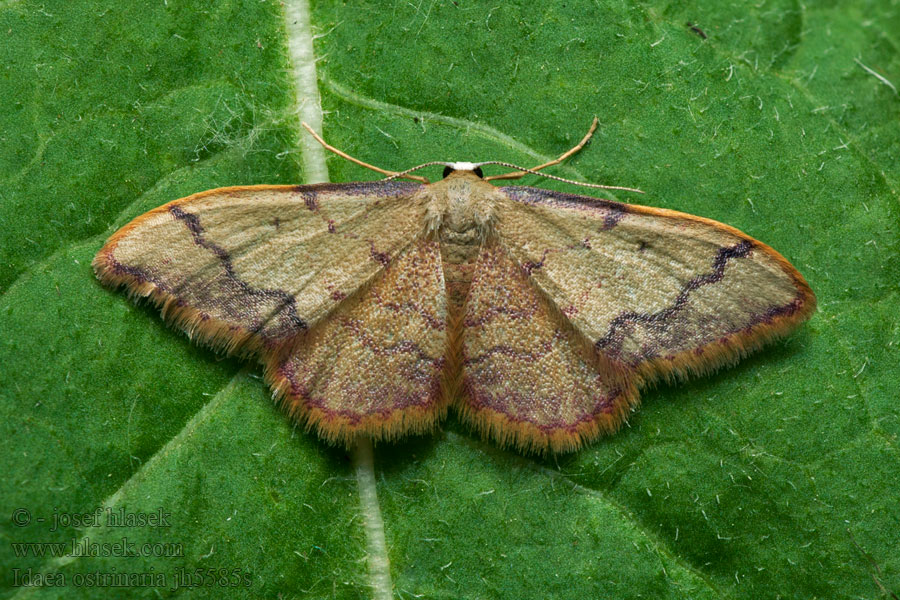 Idaea ostrinaria