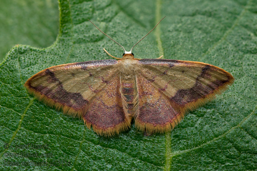 Geometra Purple-banded Wave Idaea ostrinaria