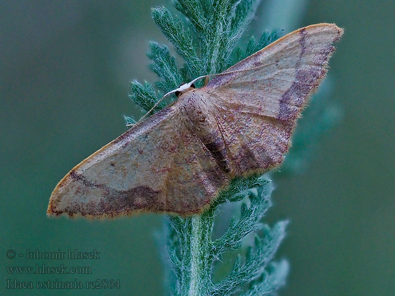 Geometra Purple-banded Wave Idaea ostrinaria