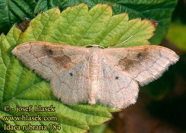 Idaea rubraria 784 DE: Rötlicher Zwergspanner SK: Piadica červenkastá CZ: žlutokřídlec hnědavý SYN: bilinearia