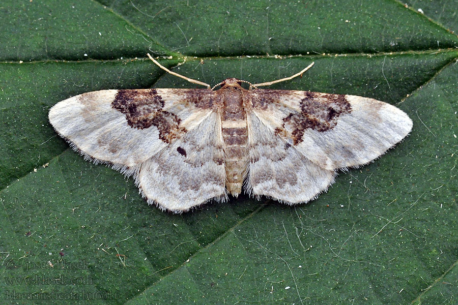 Idaea rusticata Žlutokřídlec polní Braungebänderter Heckenspanner