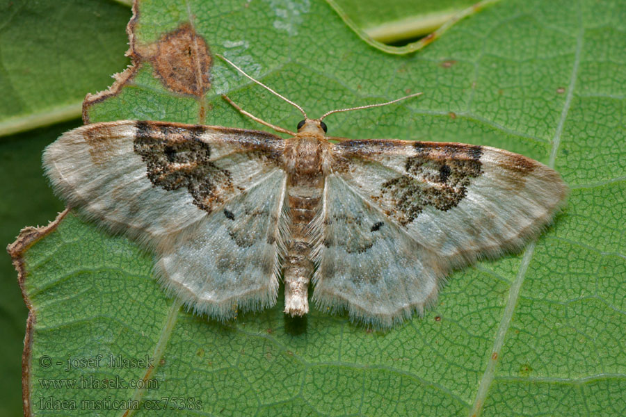 Idaea rusticata Piadica poľná Phalène rustique