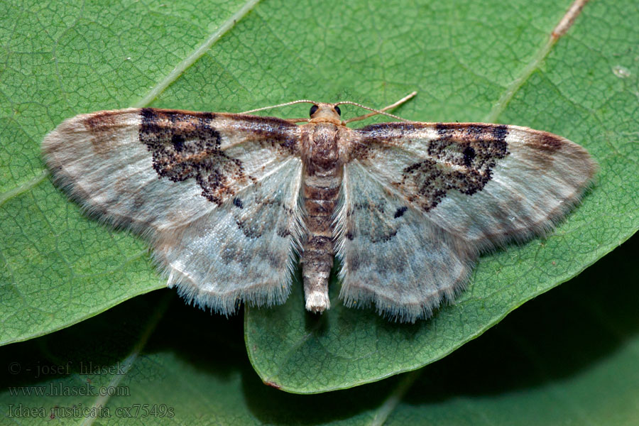 Idaea rusticata Пяденица сельская Krocznik wieśniaczek