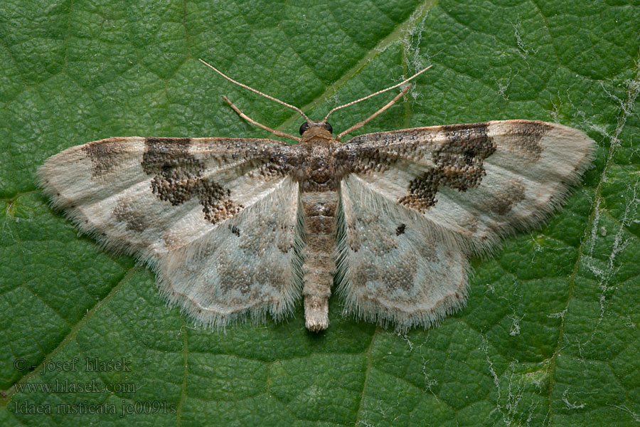 Tarka apróaraszoló Brunbandad lövmätare Midtbåndet engmåler Idaea rusticata